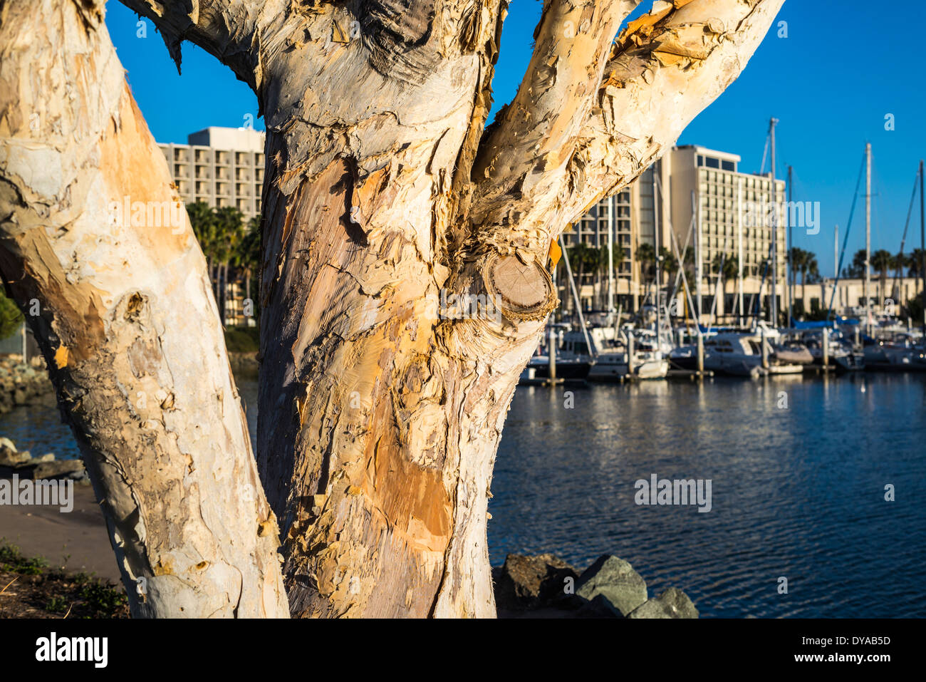 Tree trunk at Spanish Landing Park. San Diego, California, United