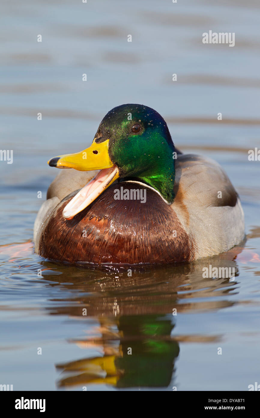 Call duck hires stock photography and images Alamy