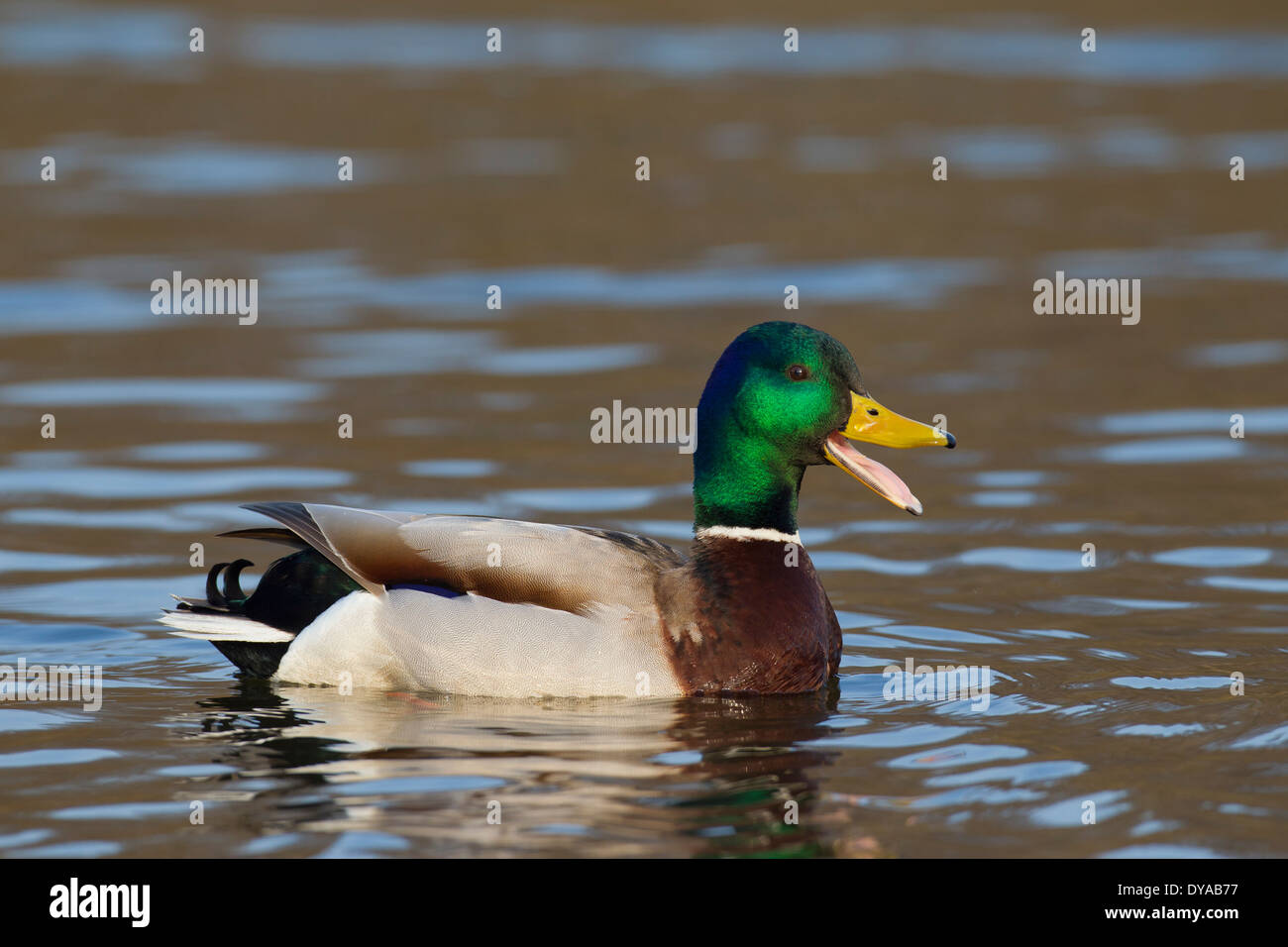 Mallard / Wild Duck (Anas platyrhynchos) male / drake in breeding