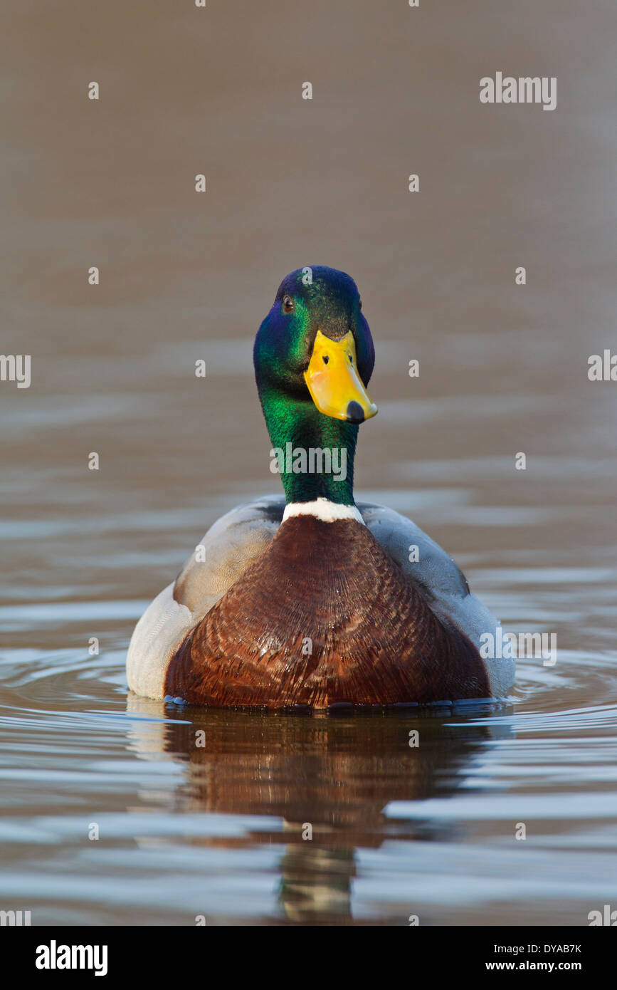 Mallard / Wild Duck (Anas platyrhynchos) male / drake swimming in lake in breeding plumage in spring Stock Photo