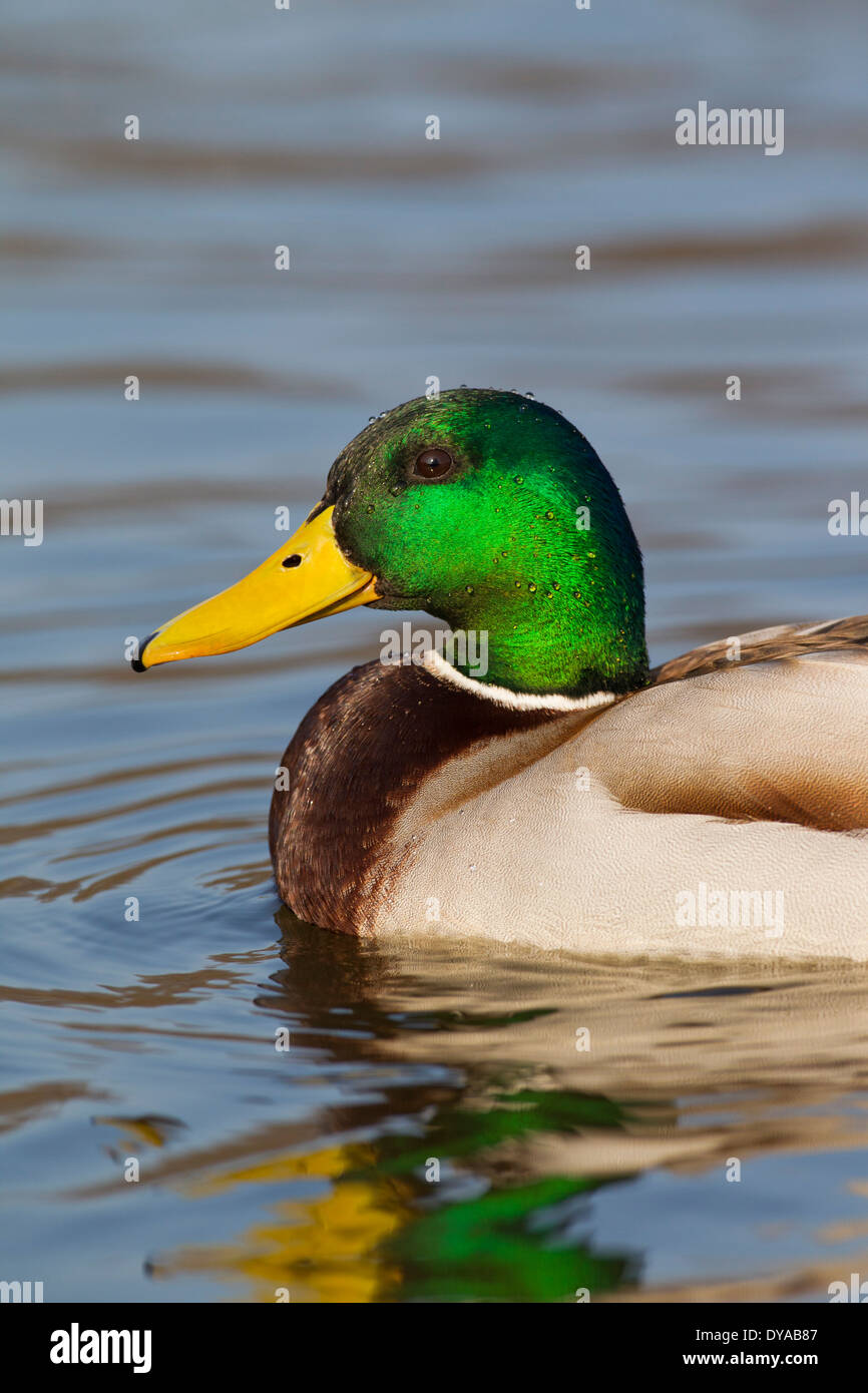 Close up of Mallard / Wild Duck (Anas platyrhynchos) male / drake swimming in lake in breeding plumage in spring Stock Photo