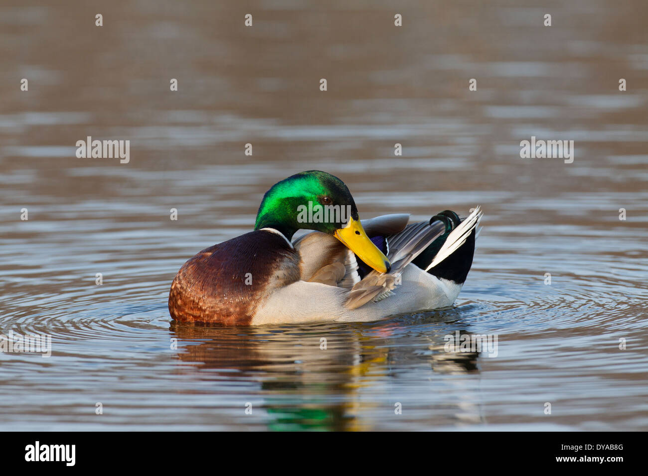 Mallard / Wild Duck (Anas platyrhynchos) male / drake in lake preening feathers of breeding plumage in spring Stock Photo