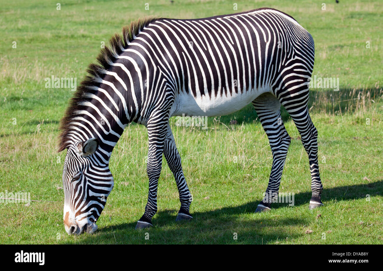 A Gravys Zebra grazing in some grass Stock Photo