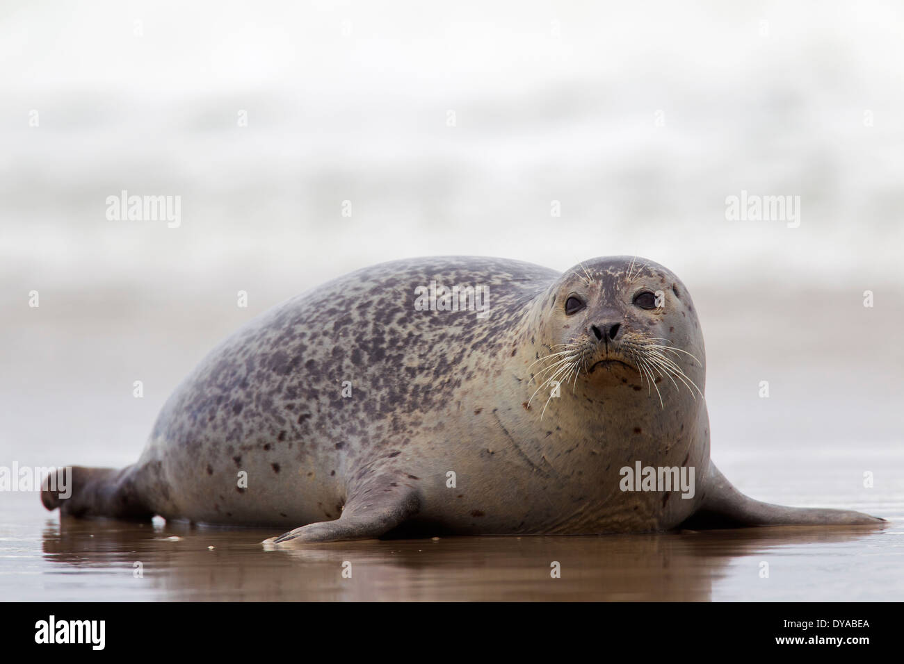 Common seal / harbor seal / harbour seal (Phoca vitulina) on the beach Stock Photo