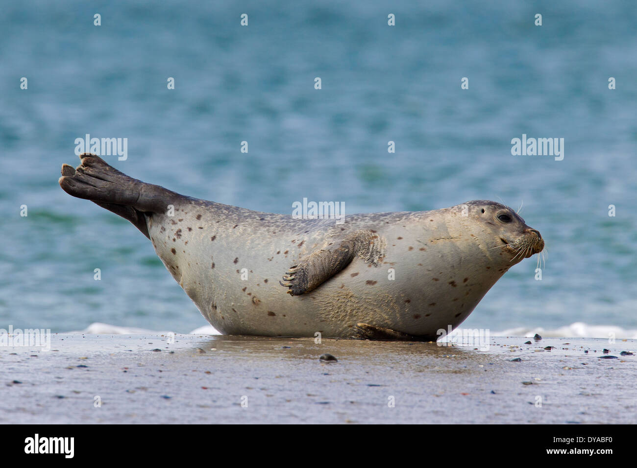 Common seal / harbor seal / harbour seal (Phoca vitulina) resting on the beach Stock Photo
