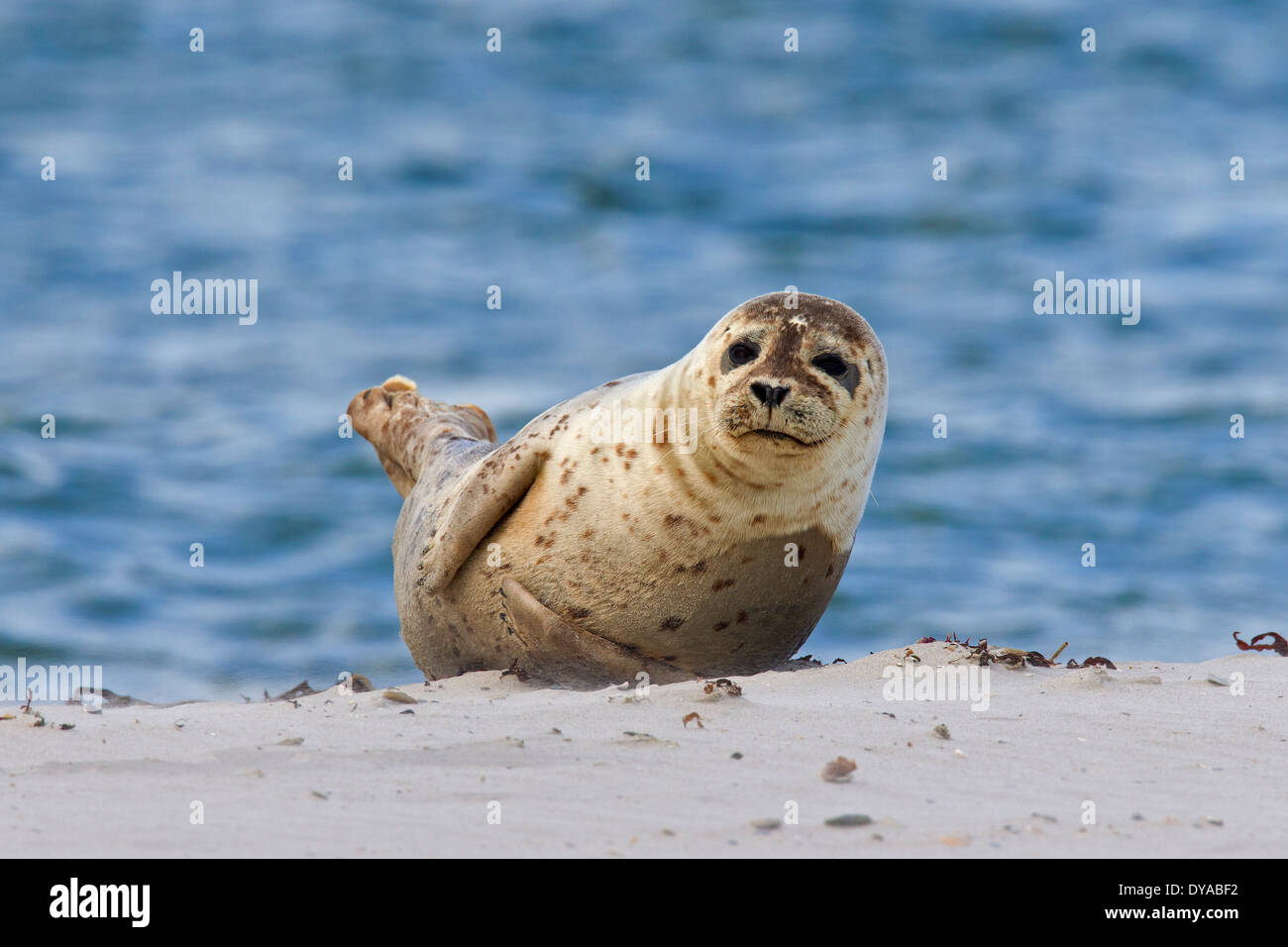 Common seal / harbor seal / harbour seal (Phoca vitulina) resting on the beach Stock Photo