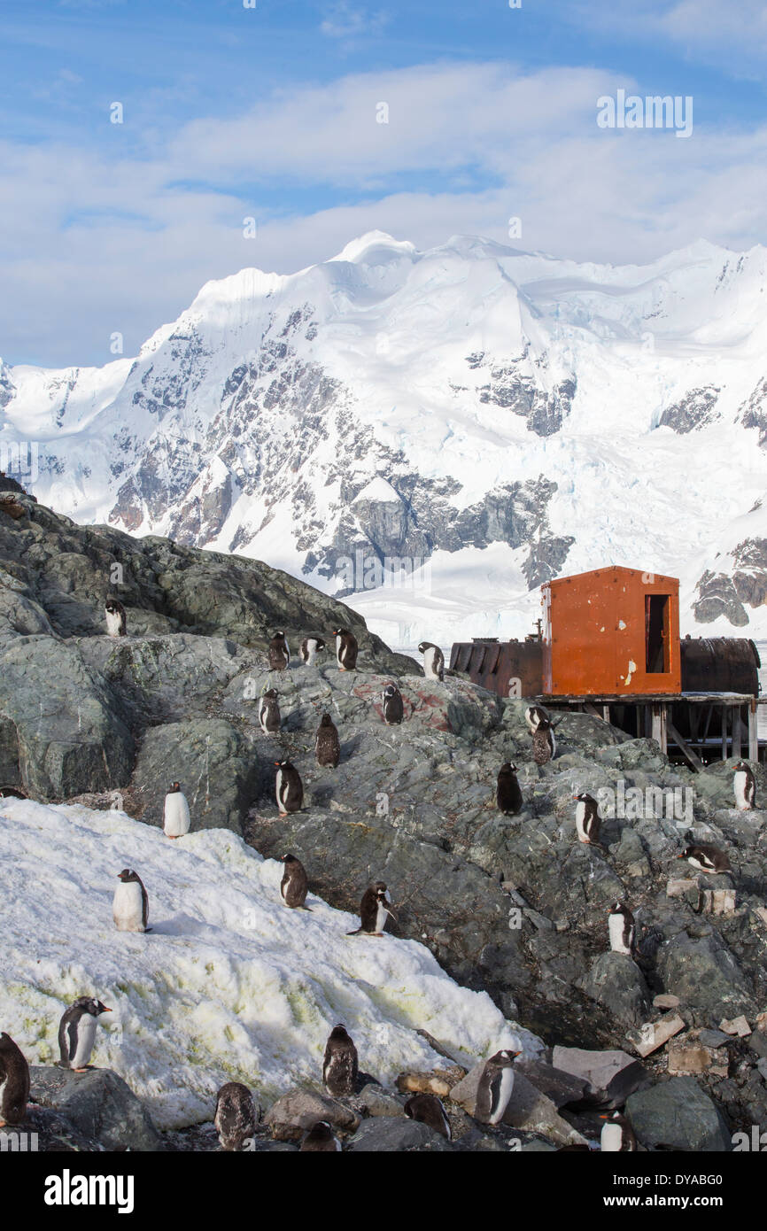Gentoo Penguins at the Argentine antarctic research station in stunning