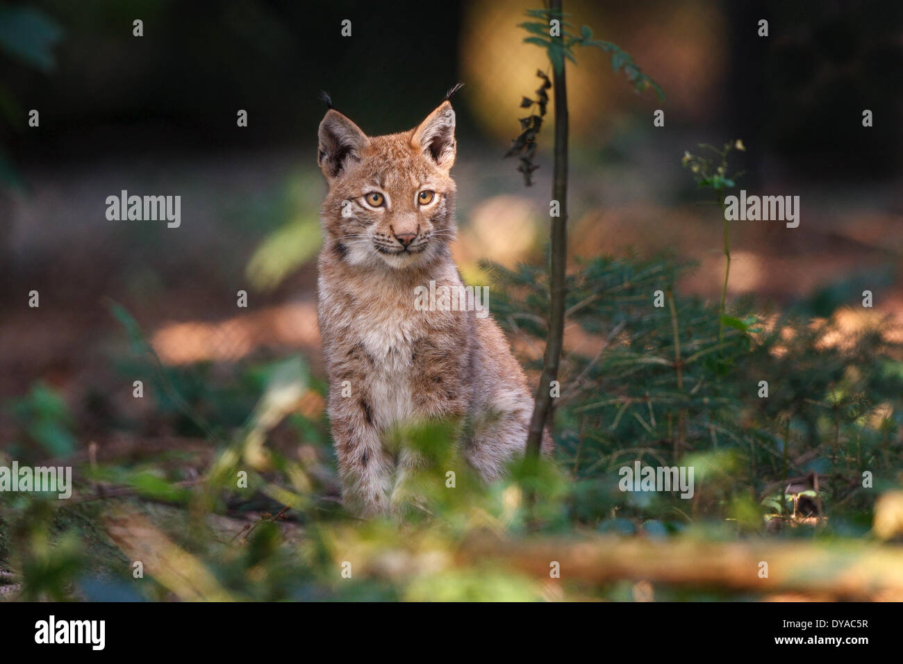 Eurasian Lynx or Northern Lynx (Lynx lynx) - 2008 Stock Photo