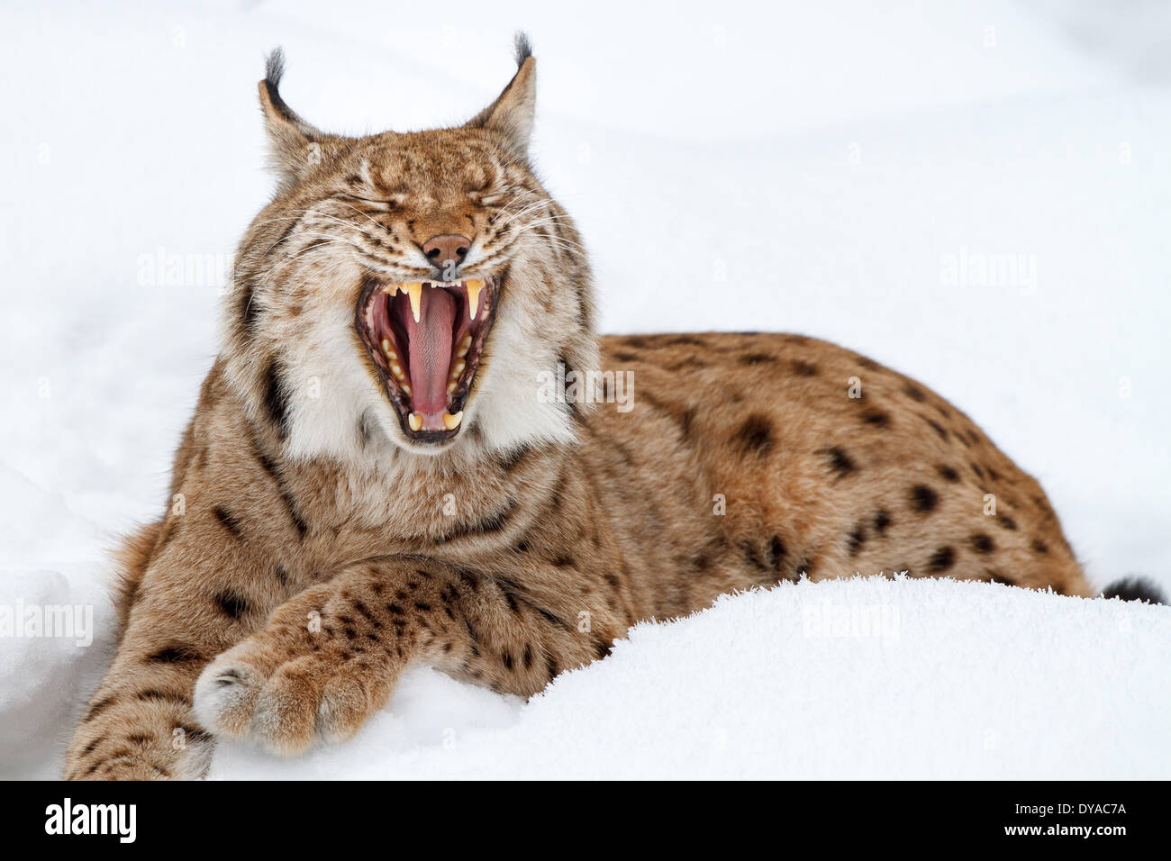 A lynx in the snow Stock Photo