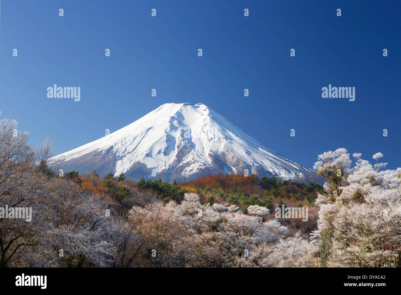 Japan, Asia, Mount Fuji, autumn, clear, colourful, colours, frost, Fuji, mount, snow, symbol, touristic, travel, Oshino Mura Stock Photo