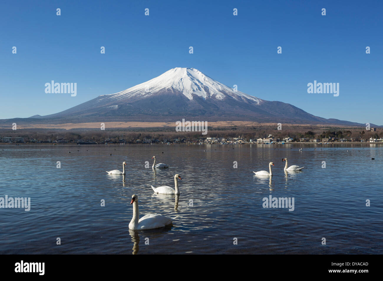 Japan, Asia, Lake Yamanaka, Swans, birds, Yamanaka, clear, Fuji, lake, mount, reflection, snow Stock Photo