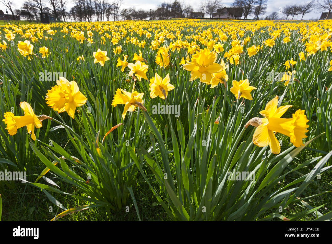 Field of daffodils growing wild, next to some housing and play areas