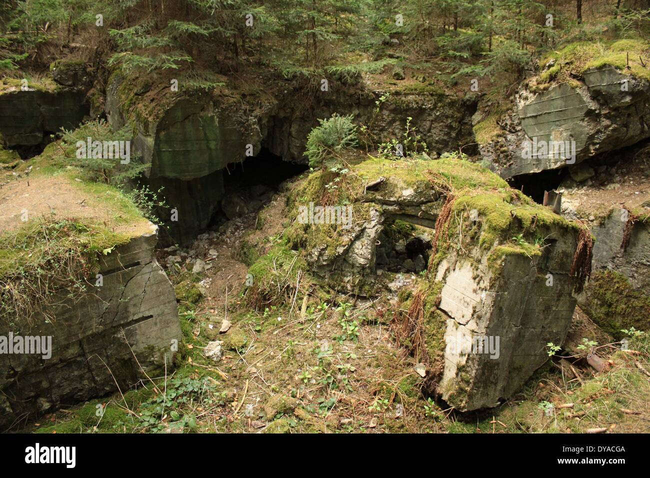 A destroyed Bunker in the Westwall line in Hürtgenwald Forest Eifel Stock Photo