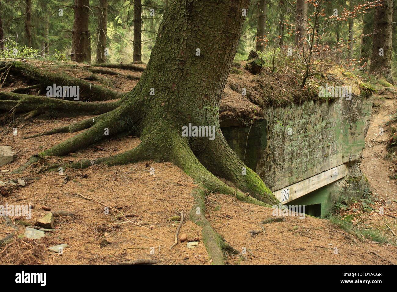The Westwall Bunker 135 with strong tree in Eifel Forest Hürtgenwald Stock Photo