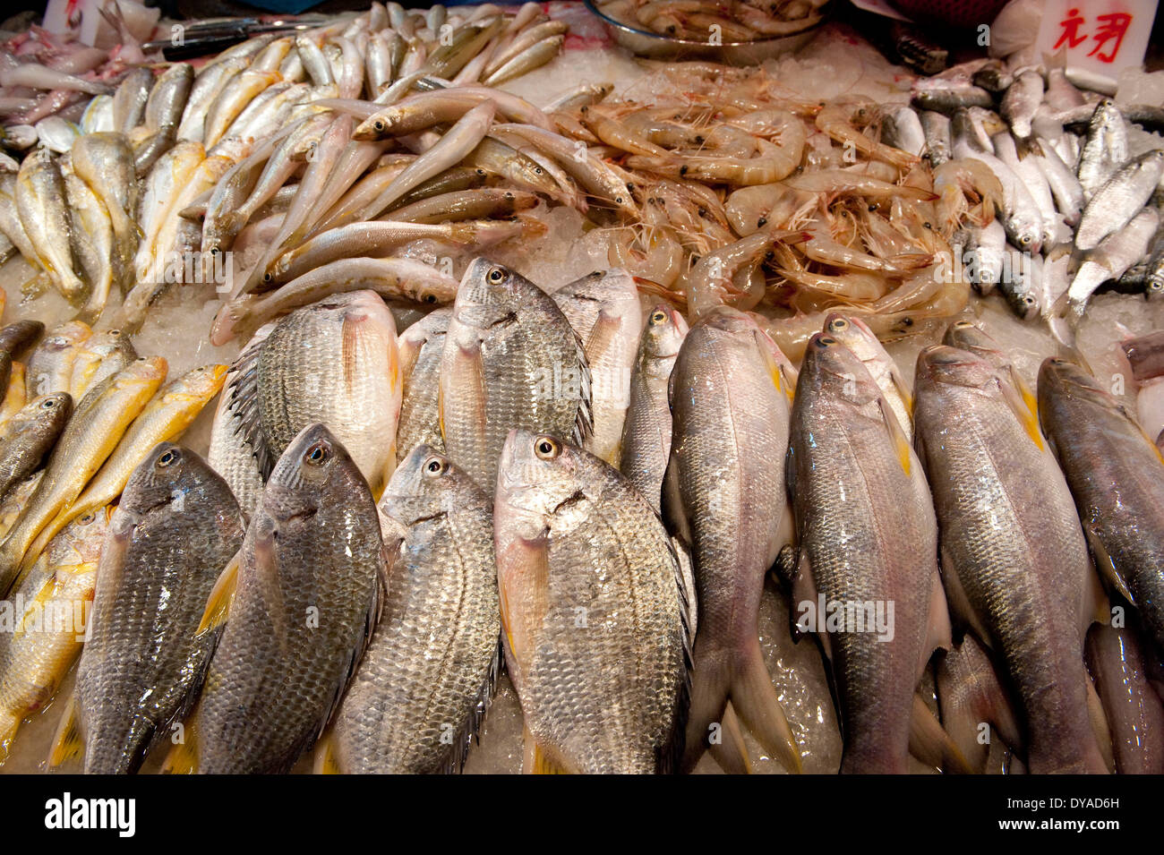 China, Asia, fish, fish stall, food, groceries, Food, Macao, Macau