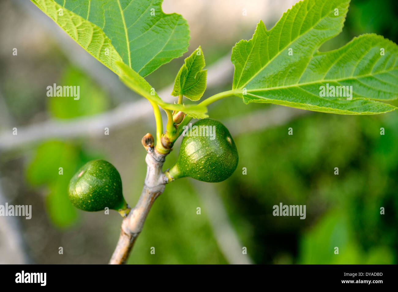 TWO FIGS GROWING ON A FIG TREE IN ITALY Stock Photo