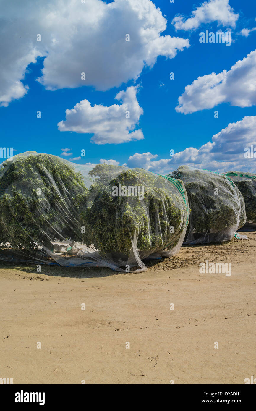 Nylon netting covering and protecting cherry trees ready for harvest in ...