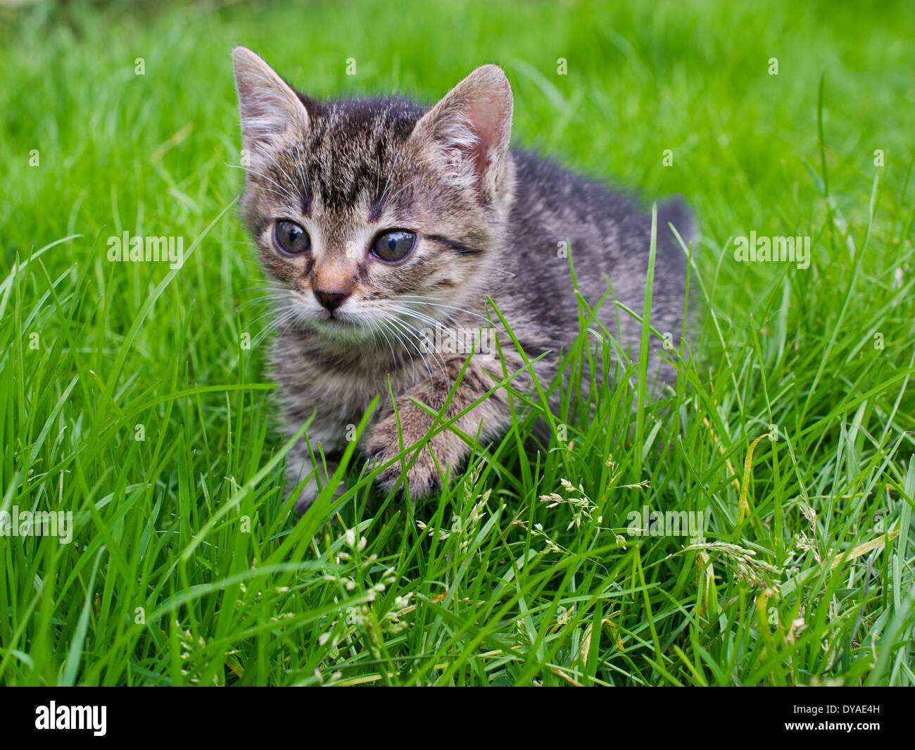 small striped kitten is hunting on green grass Stock Photo
