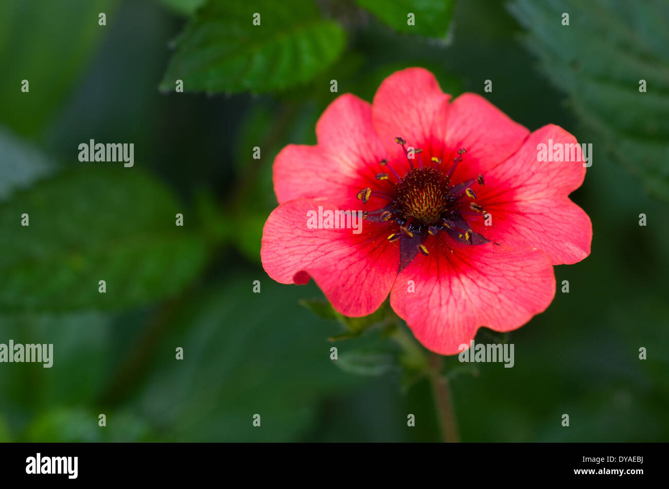 bright beautiful red Potentilla growing in the garden Stock Photo