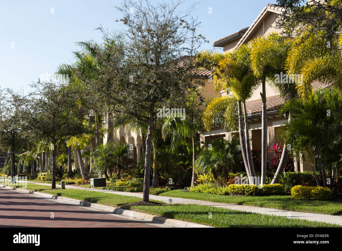 Residential Street and Landscaping, Tampa FL Stock Photo Alamy