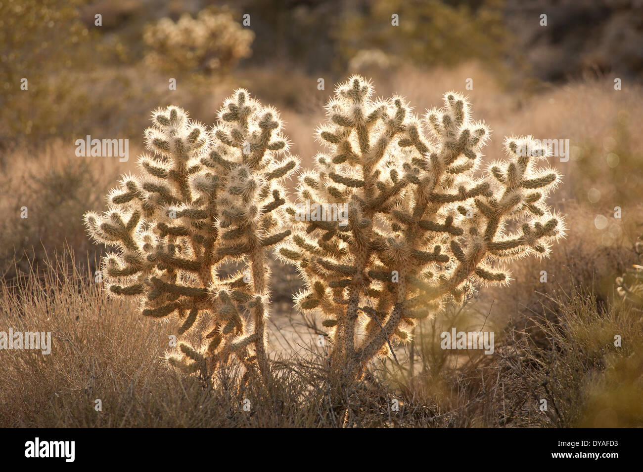 Cholla Cactus, Joshua Tree National Park Stock Photo