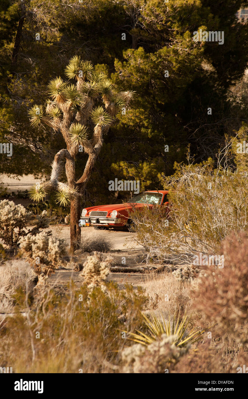 An old car shows behind a garden of cacti in Joshua Tree Stock Photo