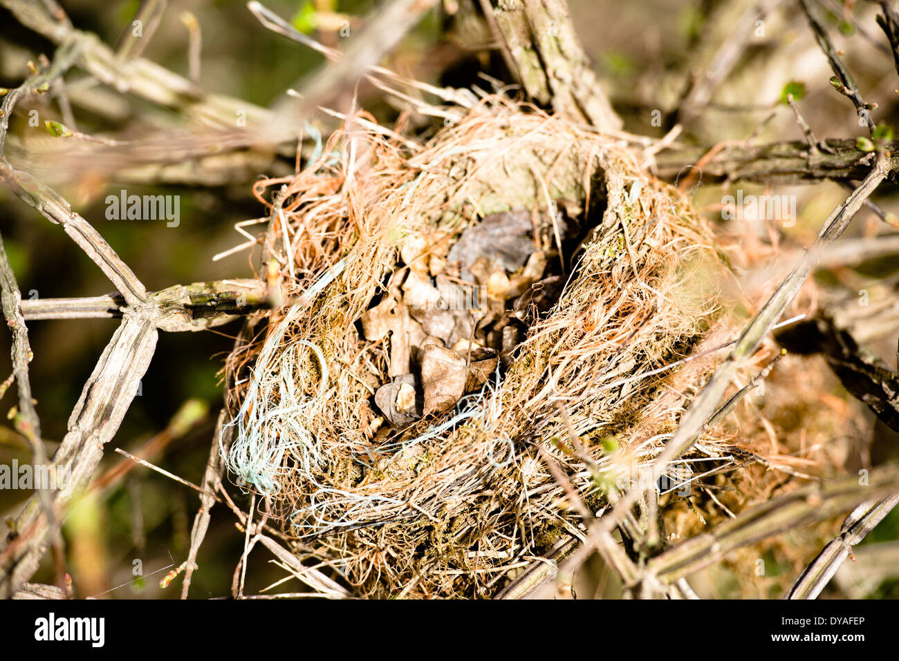 old bird's nest Stock Photo Alamy