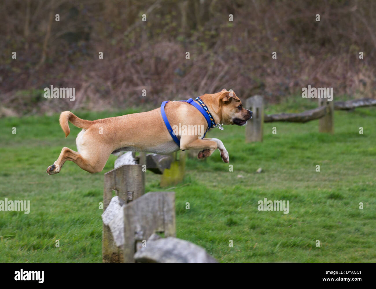 puggle dog jumping a fence Stock Photo