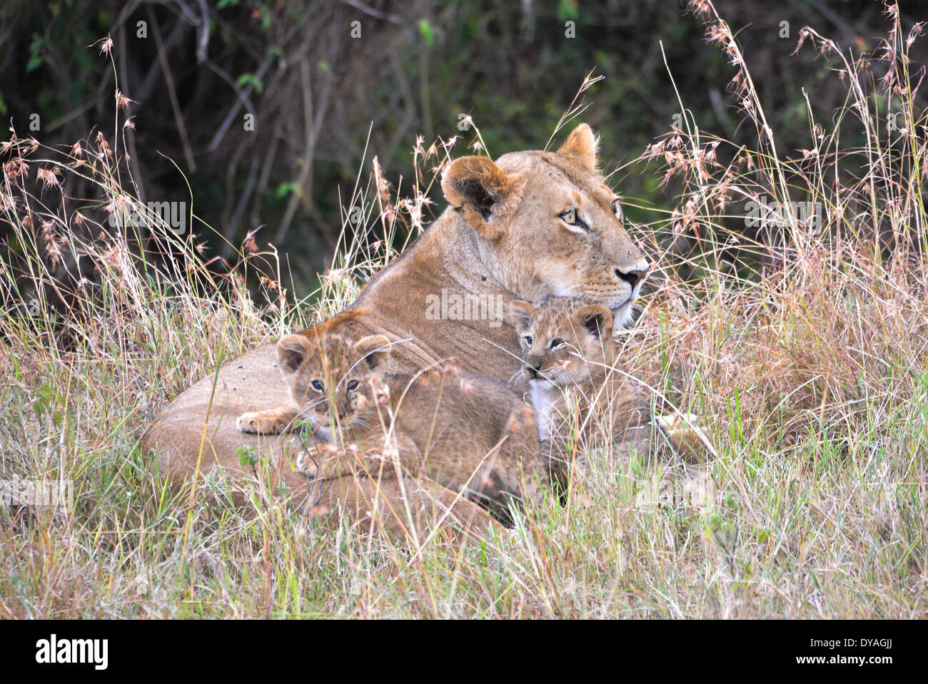a lioness with her cubs in masai mara national park, kenya, africa ...