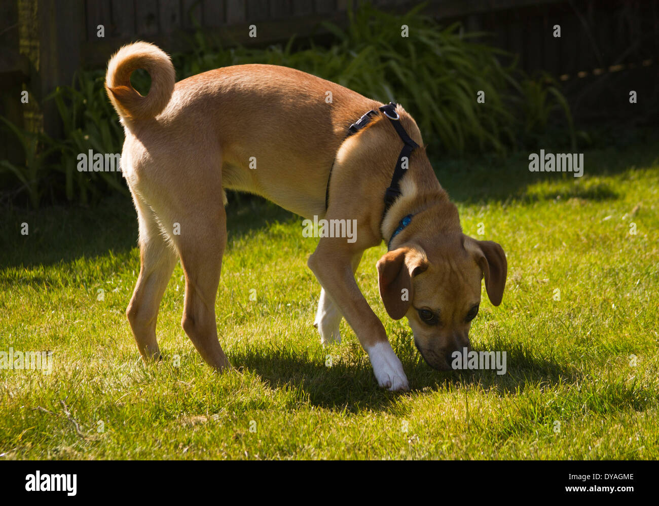 puggle dog in in suburban garden Stock Photo