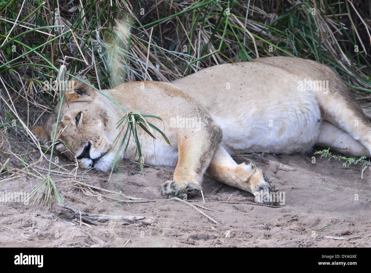a pregnant lioness sleeps in masai mara national park, kenya, africa Stock Photo