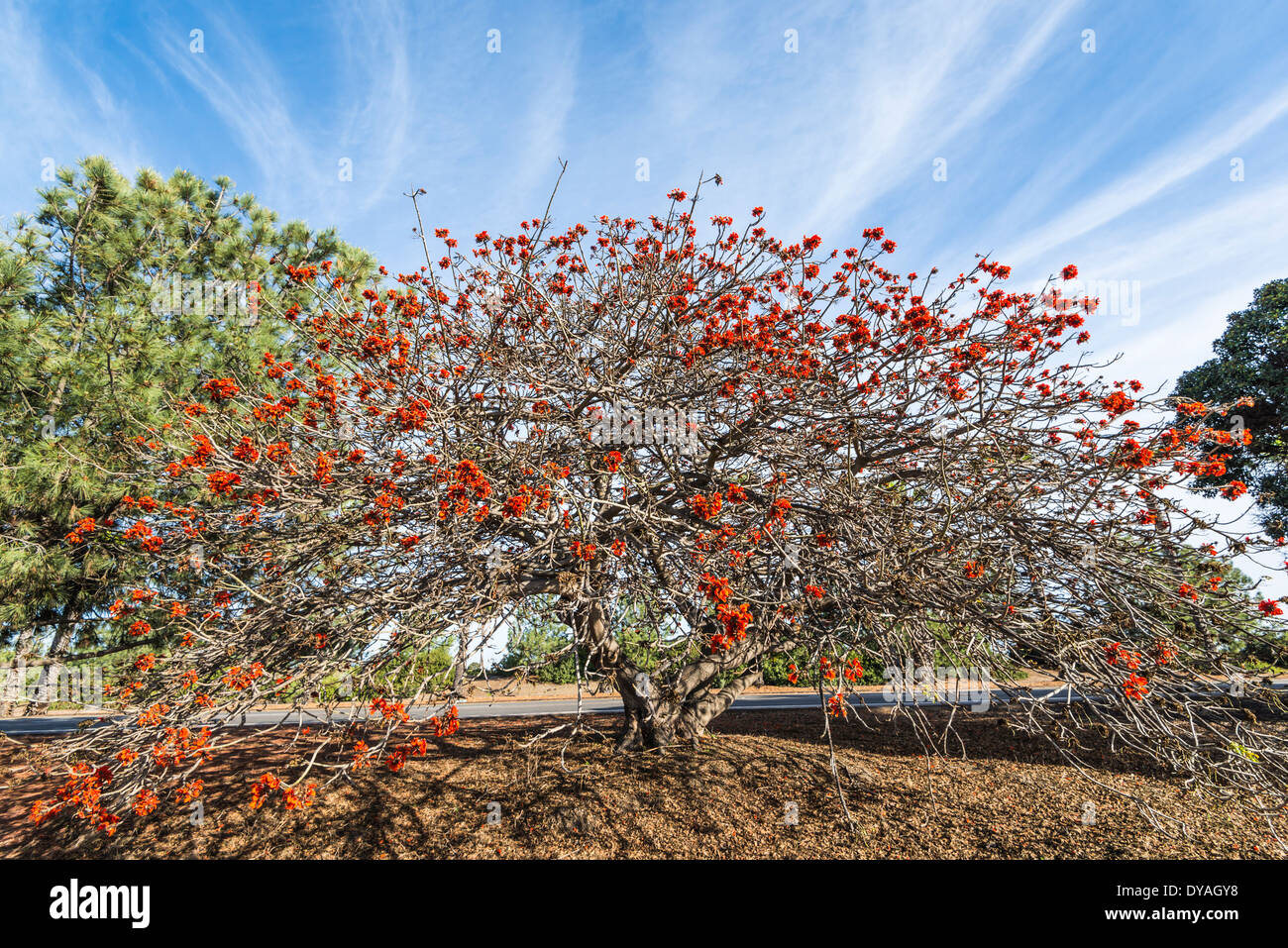 SOUTH AFRICAN CORAL TREE (Erythrina caffra). San Diego, California ...