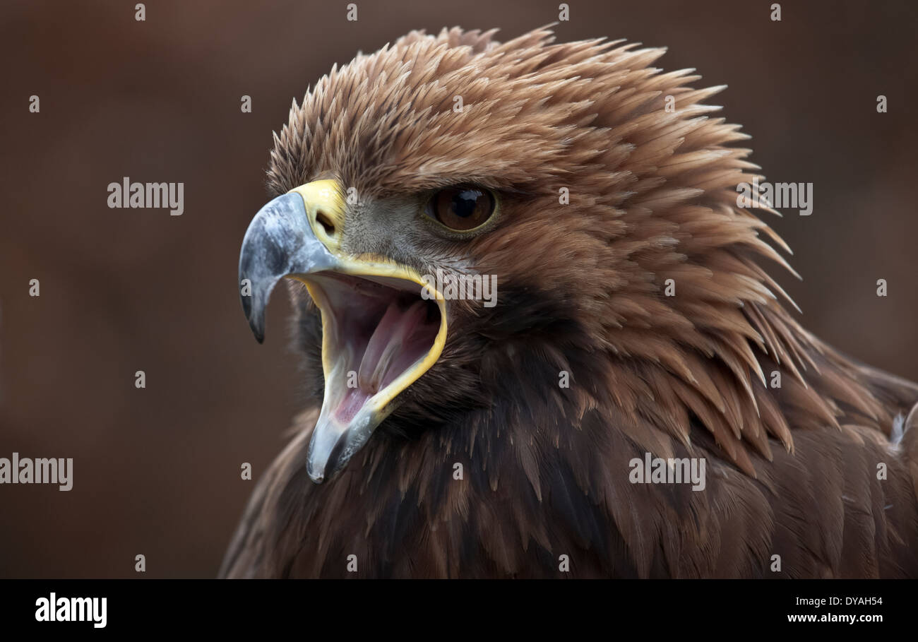Head of a Golden Eagle, calling Stock Photo Alamy