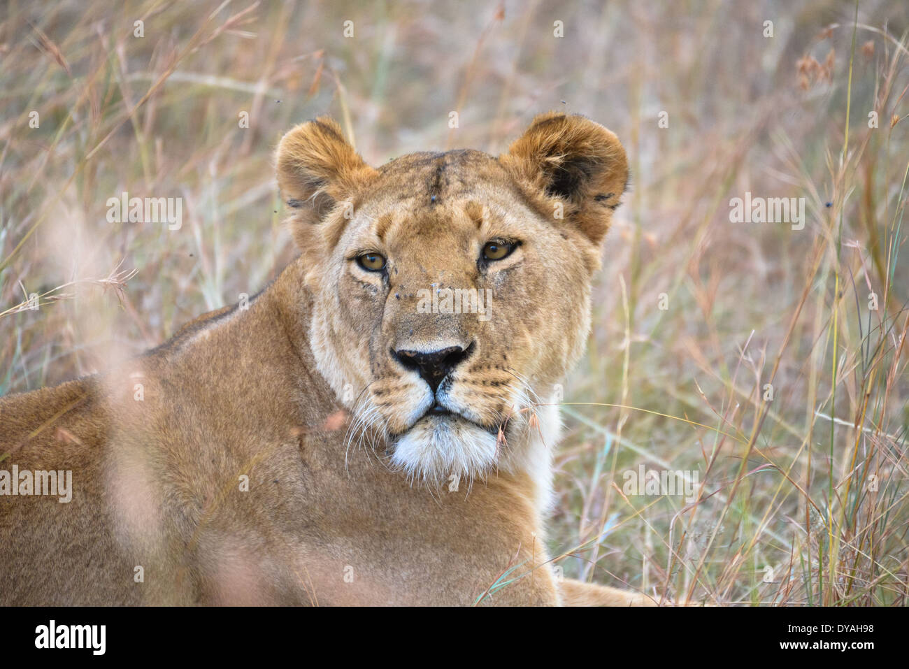 a lioness in masai mara, kenya, africa Stock Photo