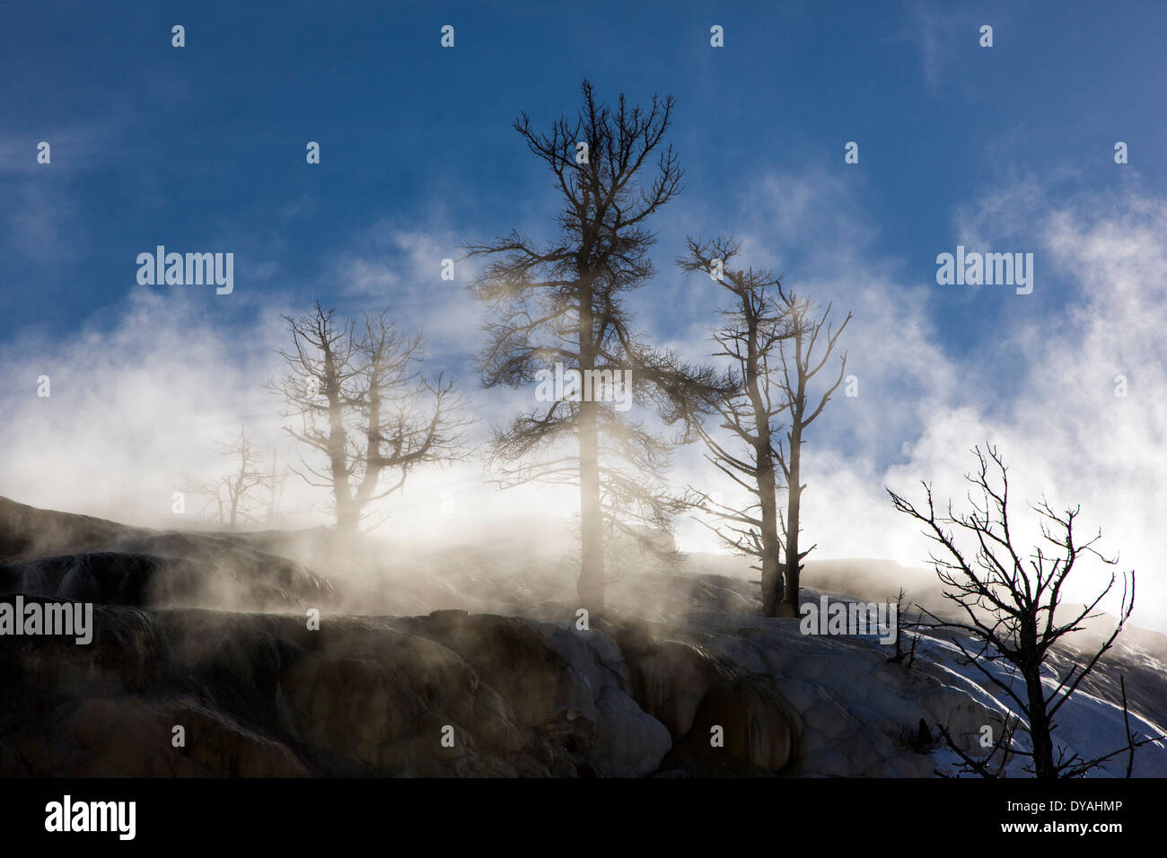Steam & dead trees, Minerva Terrace, Mammoth Hot Springs, Yellowstone National Park, USA Stock Photo