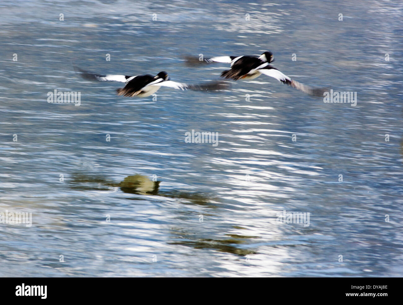 Goldeneye, or Whistler, ducks taking flight from Soda Butte Creek, Yellowstone National Park, Wyoming, USA Stock Photo