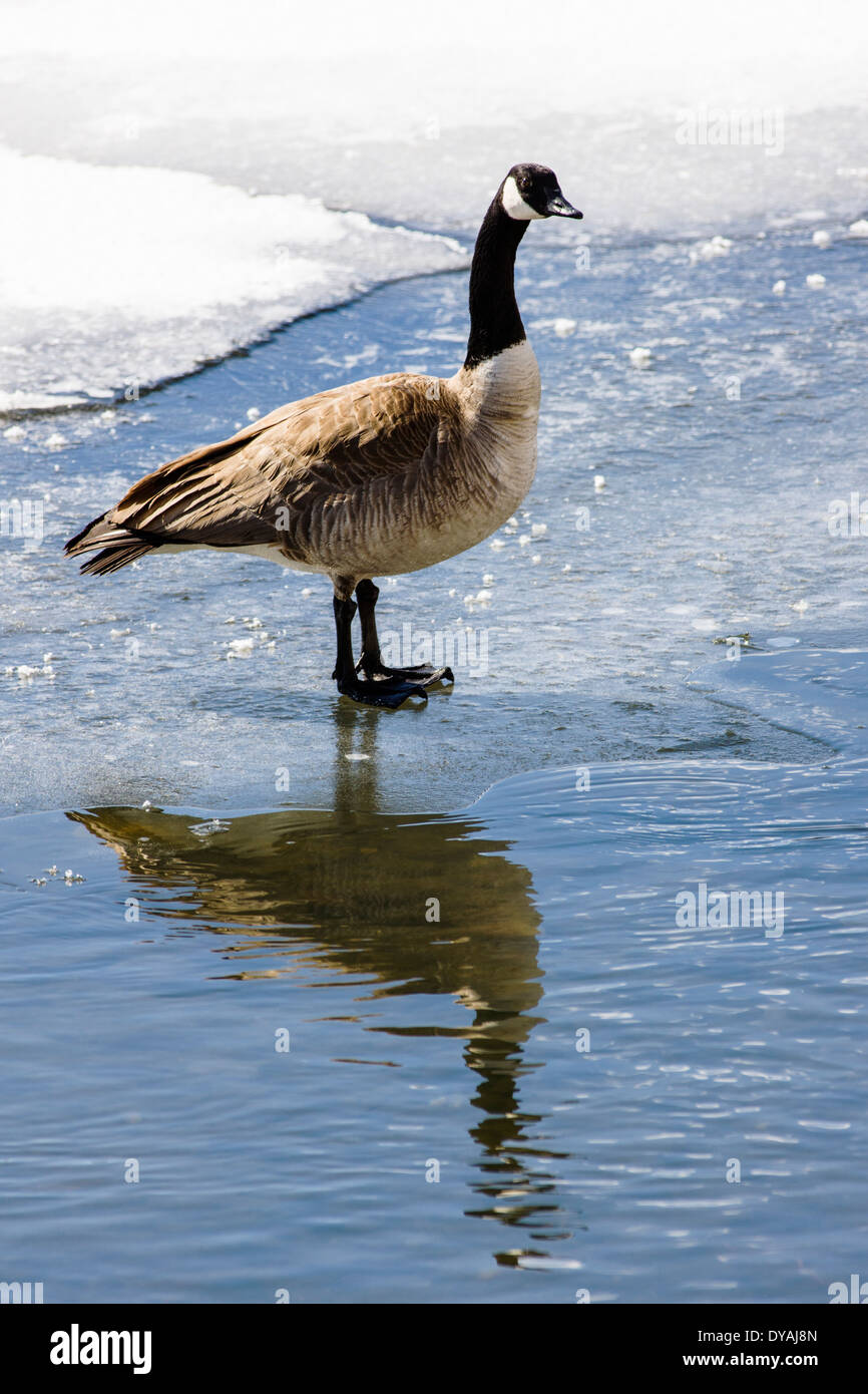 canada goose rea 70 canada goose rea 70