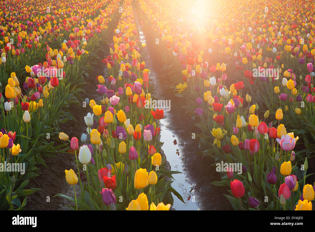 Multi Colors Tulip Flowers Rows Glowing in the Sun During Spring Season at Tulip Farm in Woodburn Oregon Stock Photo