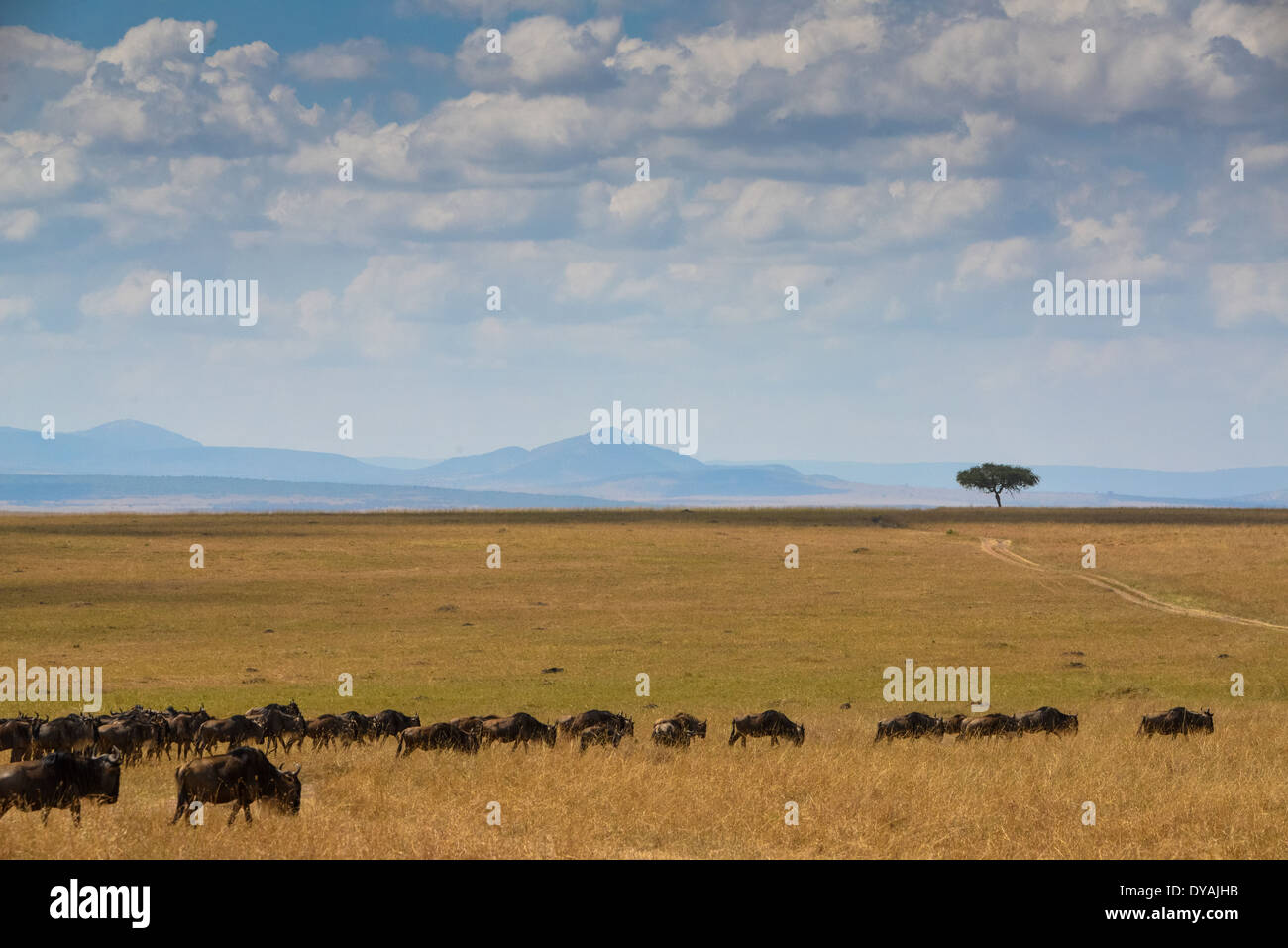 a group of gnoes or wildebeests on track in Masai Mara, Kenya, Africa Stock Photo