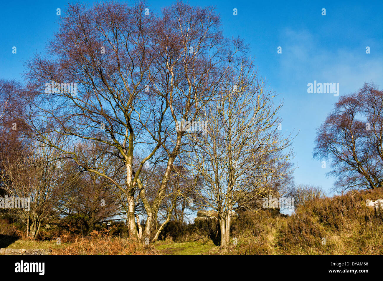 Trees in the sun Stock Photo - Alamy