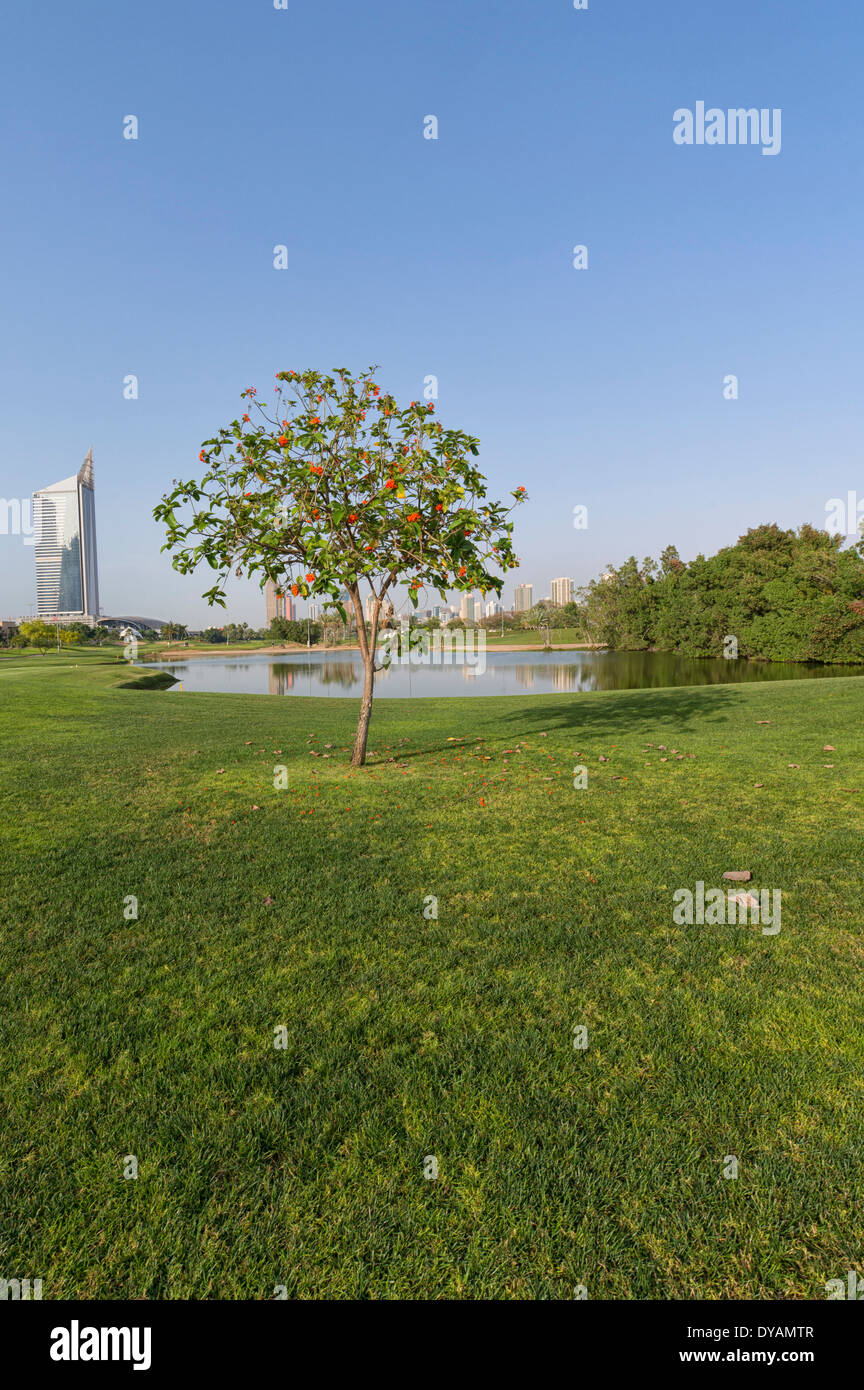 Image of Lone Tree at Emirates Golf Club in Dubai, UAE Stock Photo