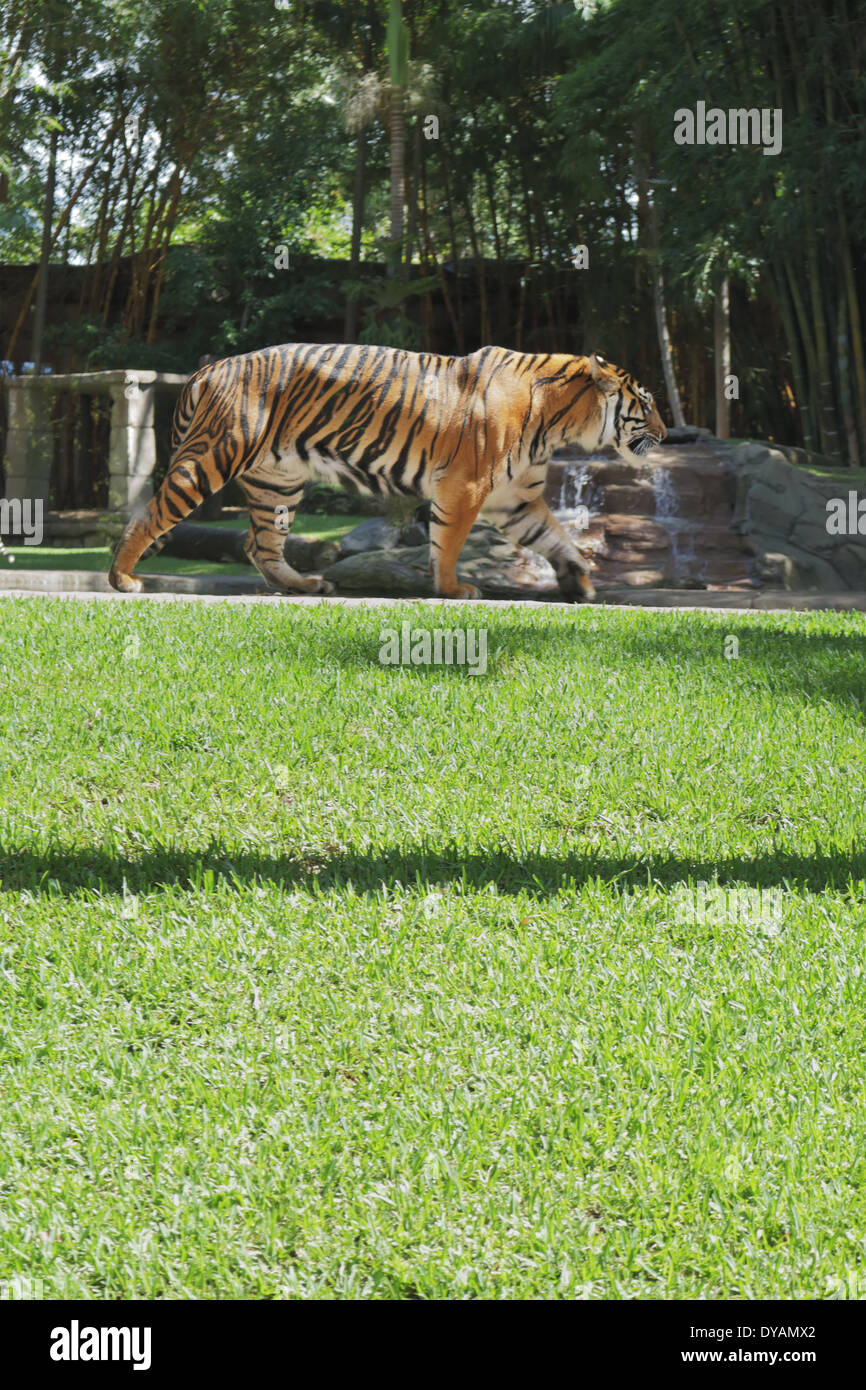 Walking tiger in the Australia zoo Stock Photo