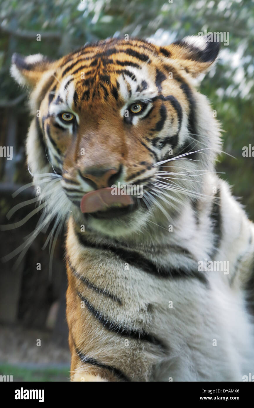 Tiger Behind Glass Enclosure Just Cms Away Stock Photo