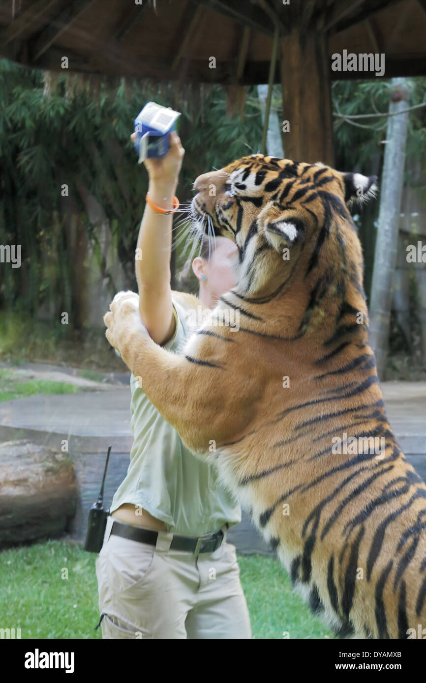 Tiger at Australia Zoo Show, Behind Glass Enclosure Stock Photo