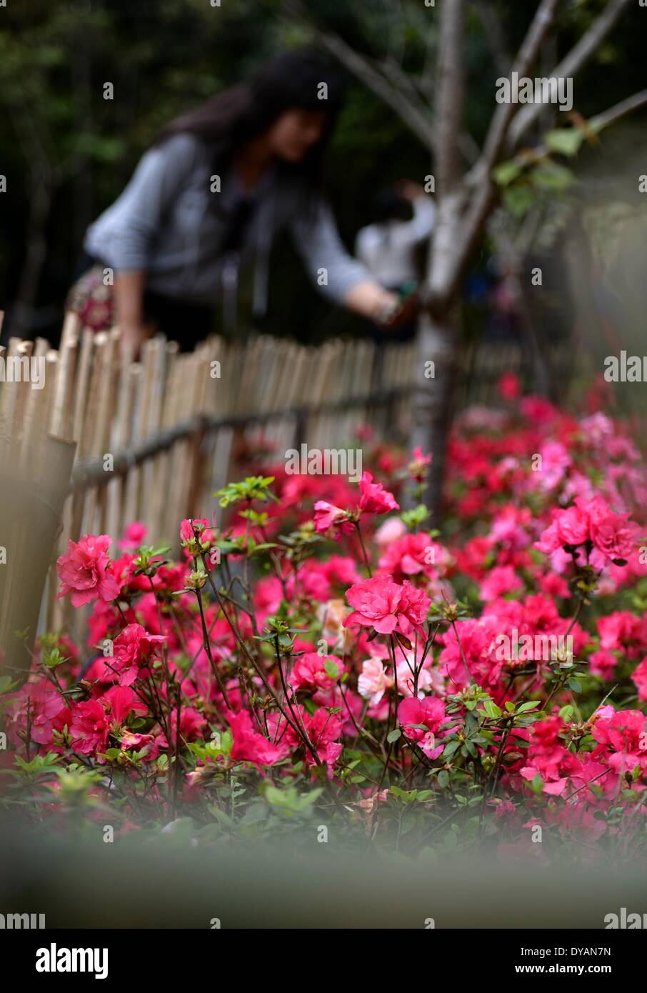 Jinggangshan, China's Jiangxi Province. 12th Apr, 2014. Tourists view azalea blossoms during the Jinggangshan Azalea Festival in Jinggangshan, east China's Jiangxi Province, April 12, 2014. More than 30 species of azalea from Jinggangshan and some rare species from the United States, Belgium, Japan and Germany were on display during the festival, which kicked off here on Saturday. © Chen Zixia/Xinhua/Alamy Live News Stock Photo