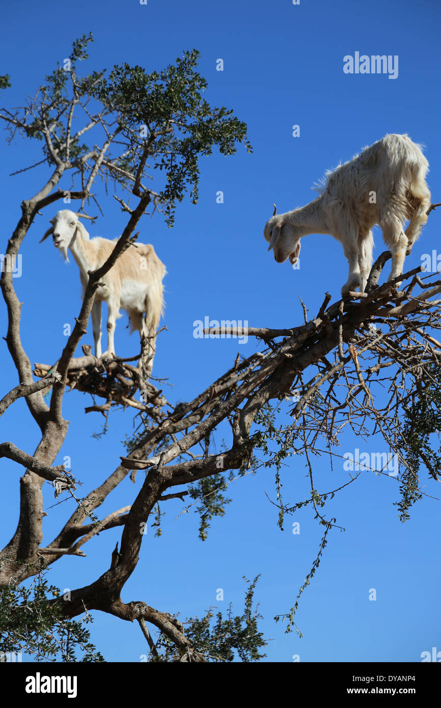 Goats tree hires stock photography and images Alamy