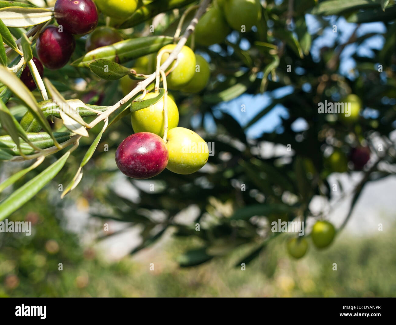 Olive tree fruits hires stock photography and images Alamy