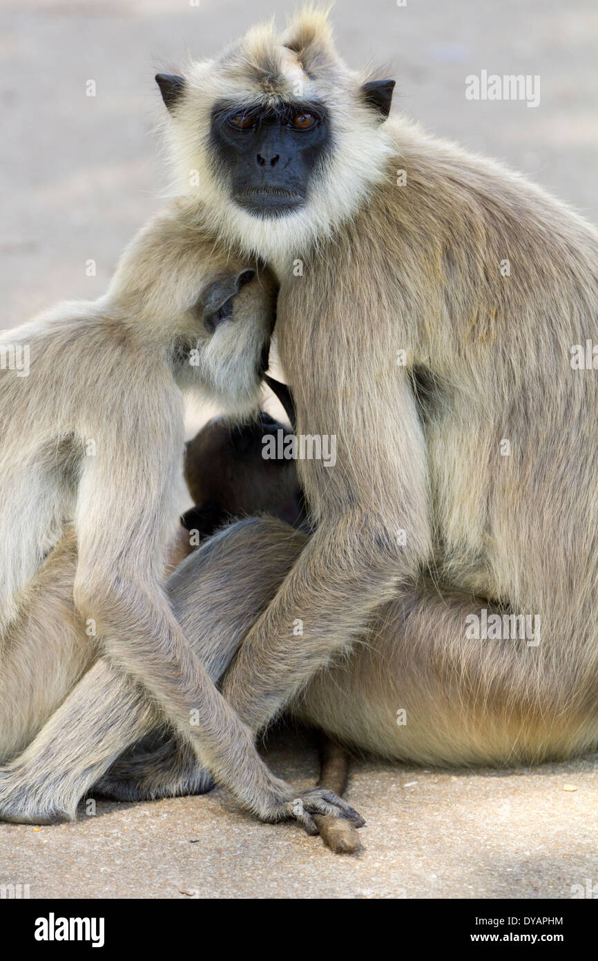 Grey Langur monkeys in Anuradhapura, Sri Lanka 3 Stock Photo