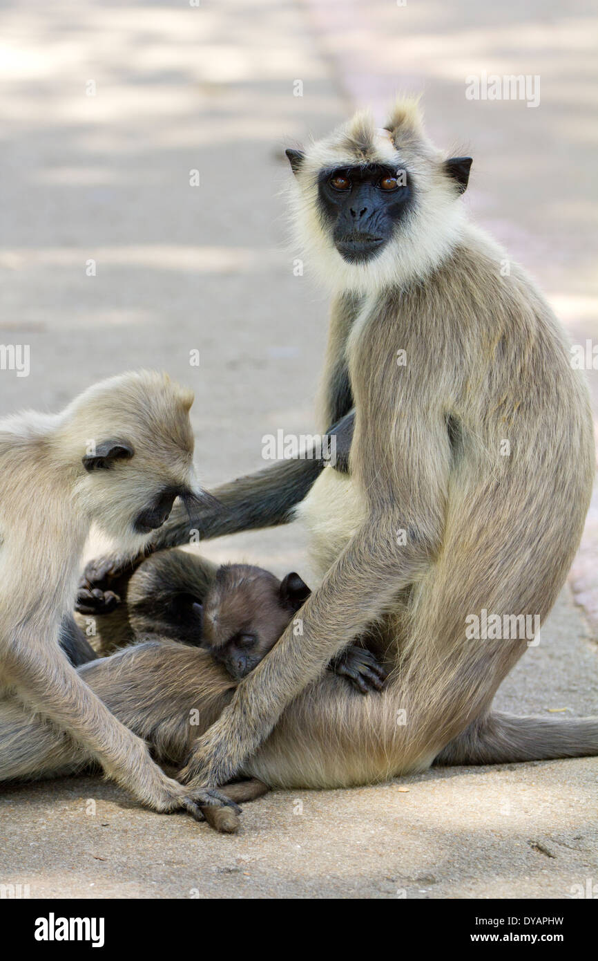 Grey Langur monkeys in Anuradhapura, Sri Lanka 2 Stock Photo