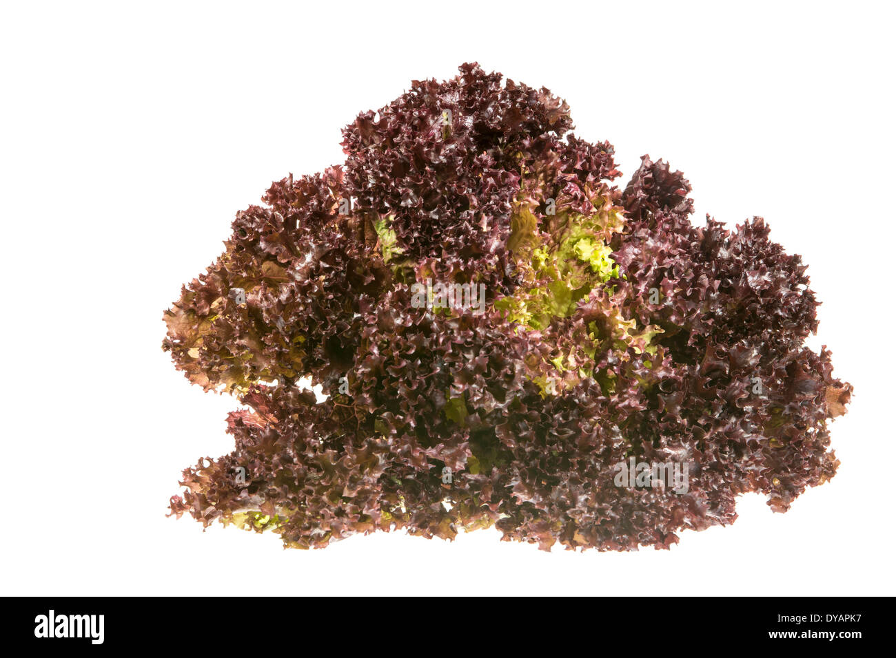 Isolated fresh lollo rosso (batavia lettuce) salad. Stock Photo